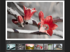 web-design-for-photographer